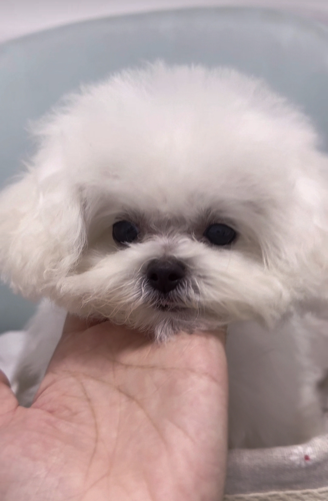 韩版比熊幼犬爆毛